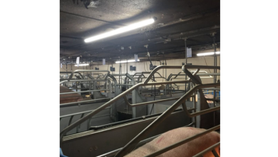 Enhancing Pig House Lighting with Hontech Wins' LED Solutions